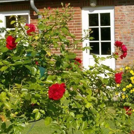 Der Lebensgarten Krokus *
